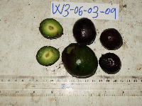 Tetrastigma maluense image
