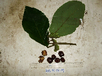 Gmelina moluccana image