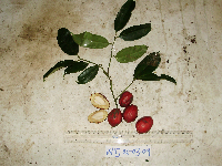 Cryptocarya laevigata image