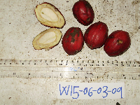 Cryptocarya laevigata image