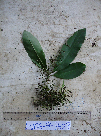 Conandrium polyanthum image