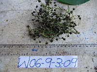 Conandrium polyanthum image