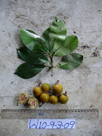 Ternstroemia cherryi image