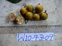 Ternstroemia cherryi image