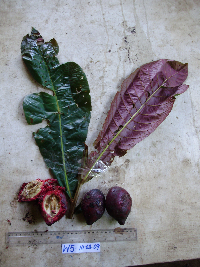 Terminalia kaernbachii image