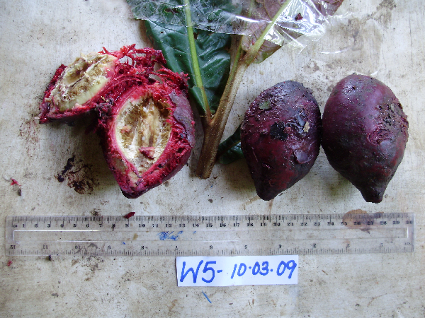 Terminalia kaernbachii image