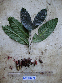 Goniothalamus aruensis image