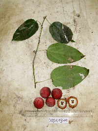 Chlaenandra ovata image