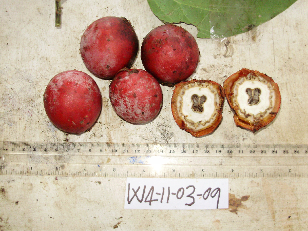 Chlaenandra ovata image