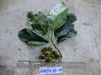 Dillenia castaneifolia image
