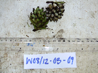 Molineria capitulata image