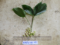 Donax canniformis image