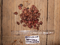 Terminalia complanata image
