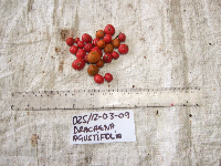 Dracaena angustifolia image