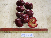 Dracontomelon dao image