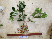 thumbnail image of current specimen