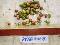 thumbnail image of current specimen