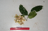 Drypetes longifolia image