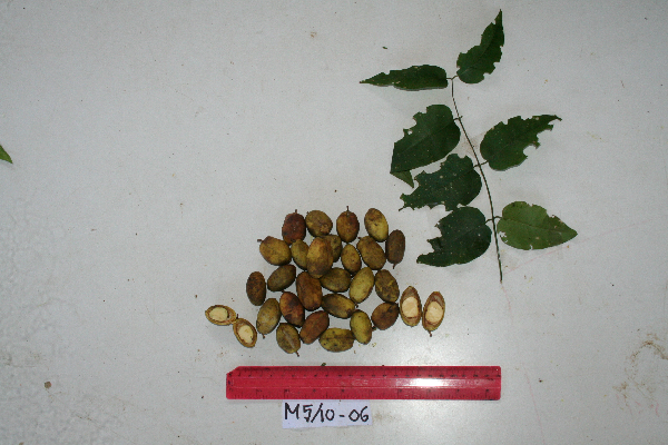 Jasminum elongatum image