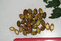 Jasminum elongatum image