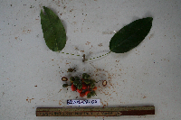 Macrococculus pomiferus image