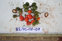 Macrococculus pomiferus image