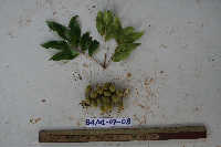 Tristiropsis acutangula image