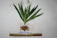 Dracaena angustifolia image