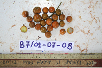 Dracaena angustifolia image