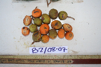 Microcos grandiflora image