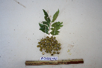 Tristiropsis acutangula image