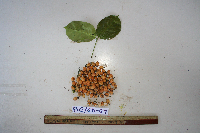 Gnetum gnemonoides image