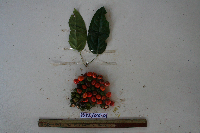 Macrococculus pomiferus image