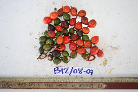 Macrococculus pomiferus image