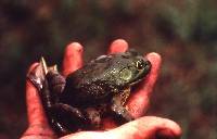 Rana catesbeiana image