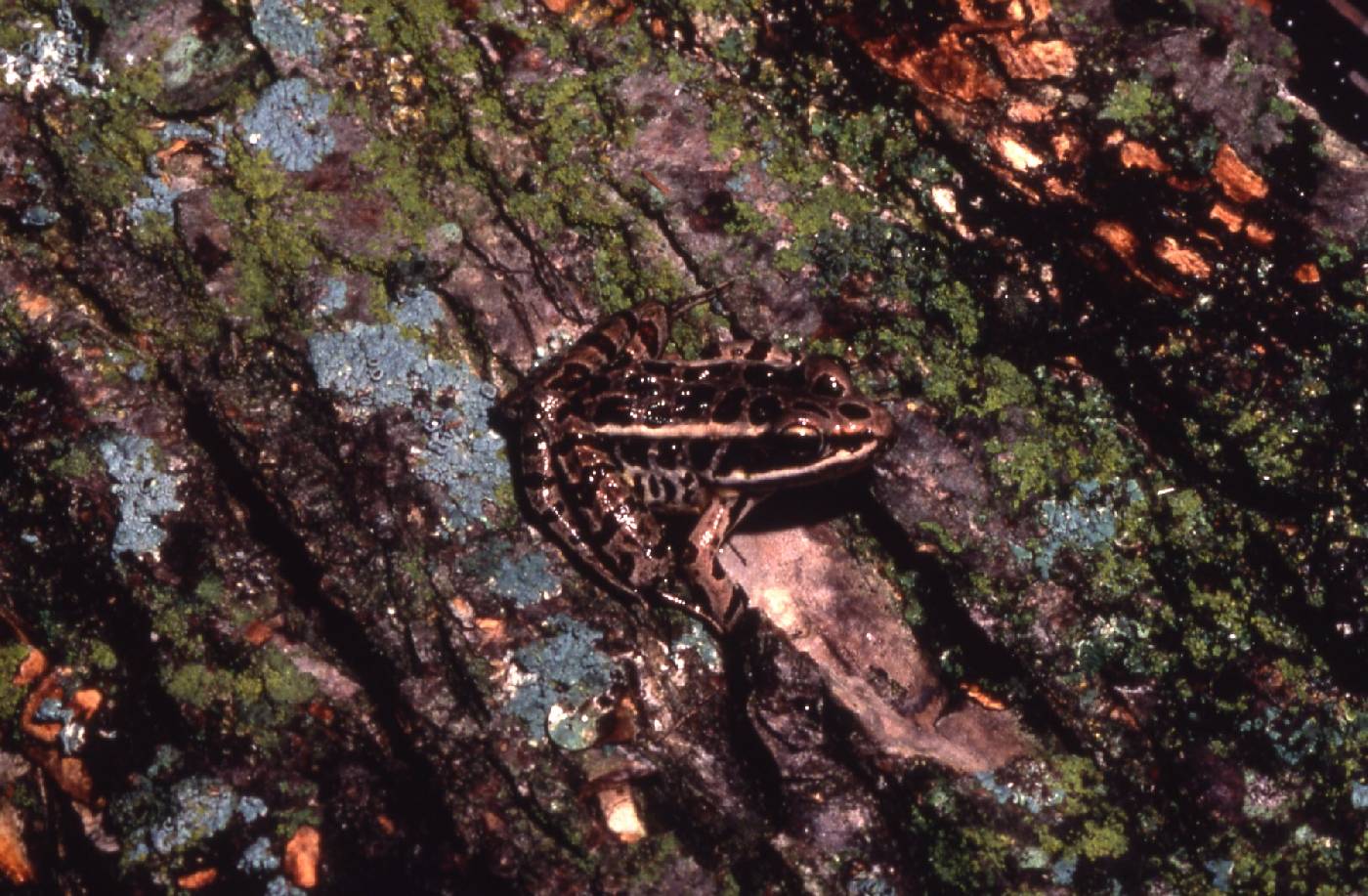 Rana palustris image