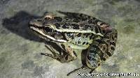 Rana palustris image