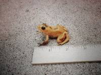 Rana clamitans image