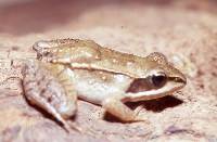 Rana sylvatica image