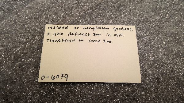 Hippopotamidae image