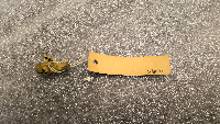 Peromyscus maniculatus image