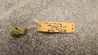 Peromyscus maniculatus image
