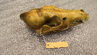 Canis latrans image