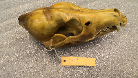 Canis latrans image
