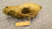 Canis latrans image