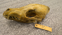Canis latrans image