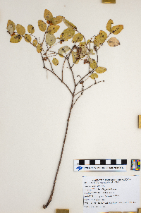 Symphoricarpos albus image