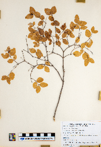 Symphoricarpos albus image