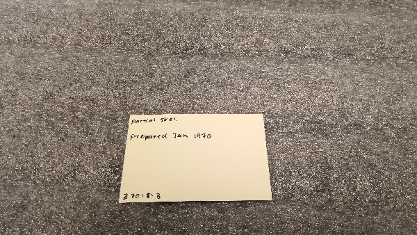 Martes americana image