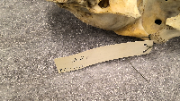 Odocoileus virginianus image